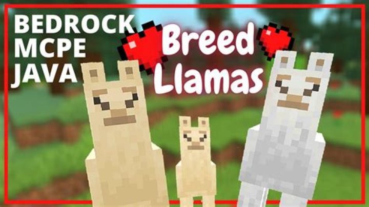 What Do You Use To Breed Llamas In Minecraft