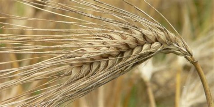 What Does A Barley Plant Look Like