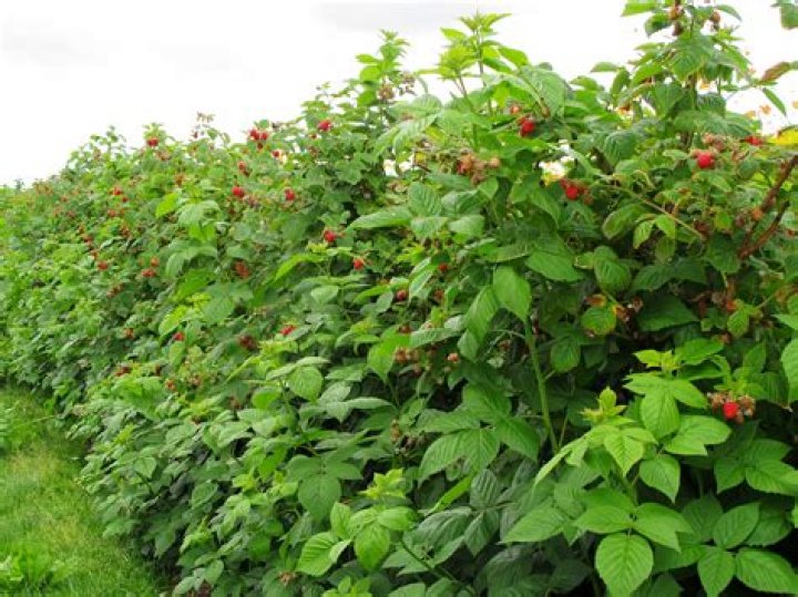 Quick Answer: What Does A Raspberry Bush Look Like