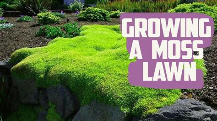 What Does Irish Moss Do For The Body