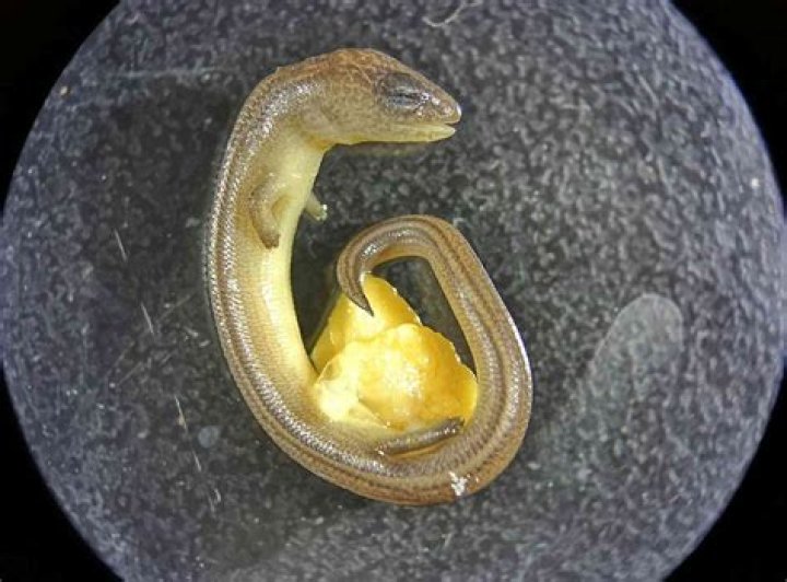 Question: What Does Lizard Eggs Look Like