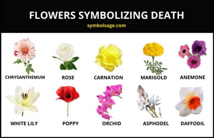 What Flower Represents Death - Seniorcare2