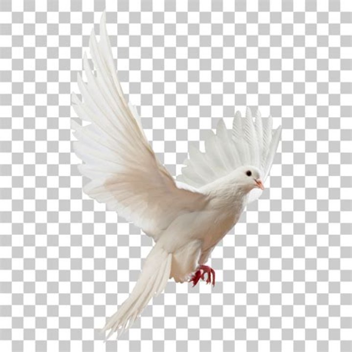Question: What Is A Picture With No Background Called
