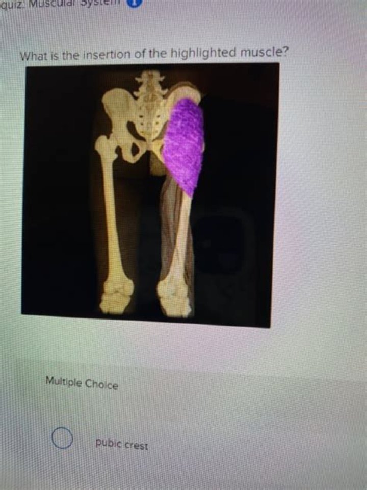 Quick Answer: What Is The Insertion Of The Highlighted Muscle