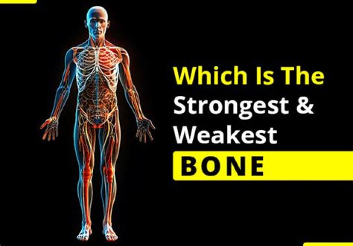 Quick Answer: What Is The Strongest Bone Of The Face Why