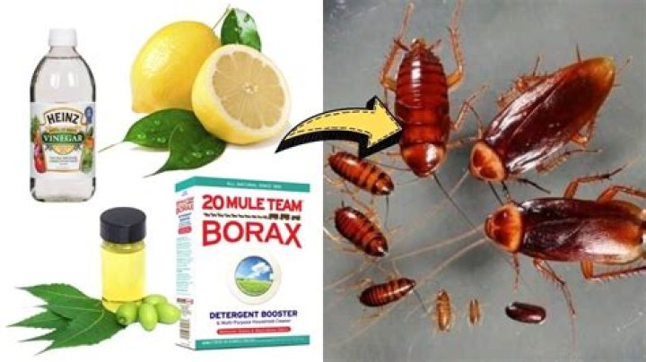 Question: What Kills Cockroaches Instantly Naturally