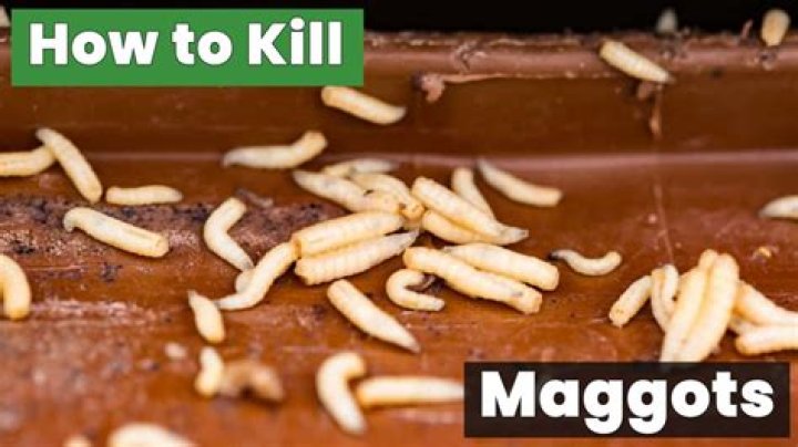Quick Answer: What Kills Maggots Bleach
