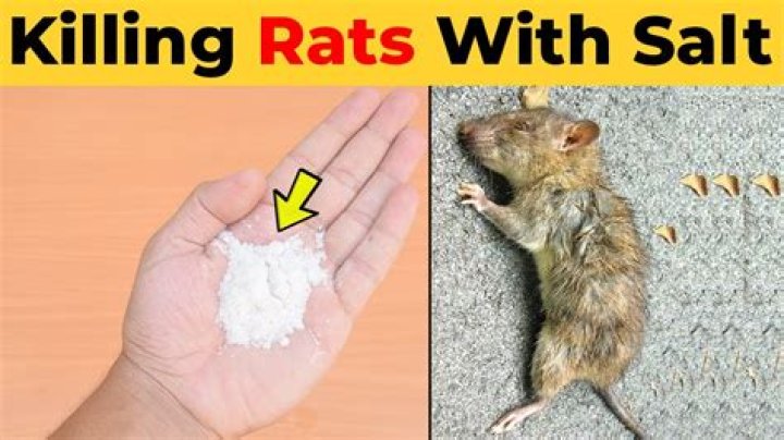 Question: What Kills Rats Instantly Home Remedies