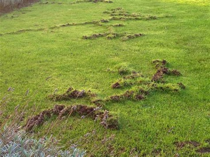 What Makes Raised Tunnels In My Yard