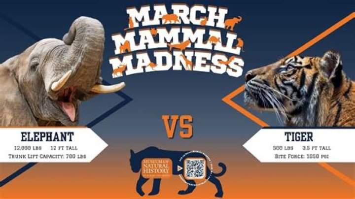 What Is March Mammal Madness and How Are the Fights Decided?