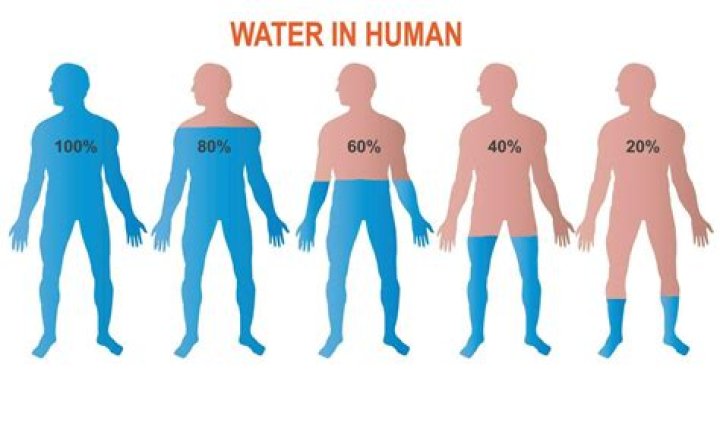 Question: What Percent Of A Human Is Water