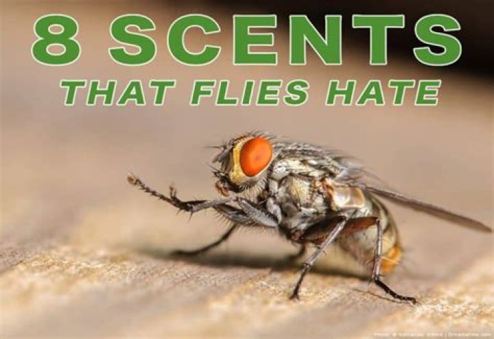 Quick Answer: What Smell Do Fruit Flies Hate