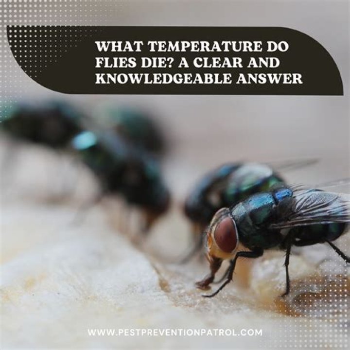 What Temperature Do Flies Die