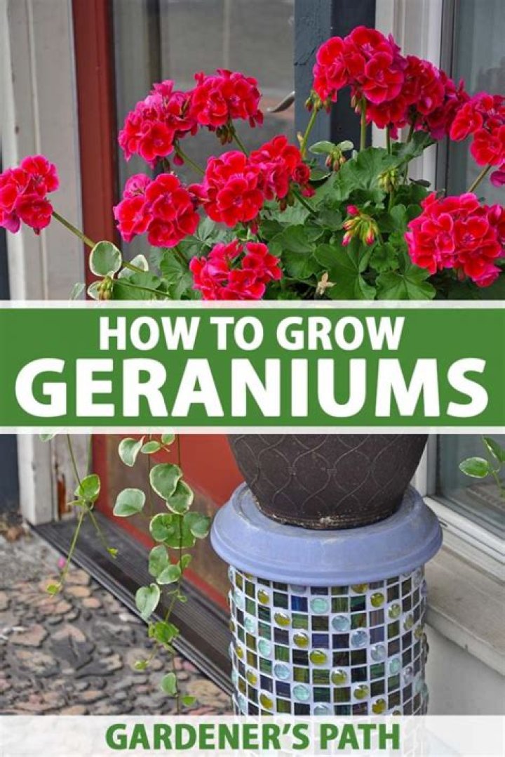 Question: When Can I Plant Geraniums Outside