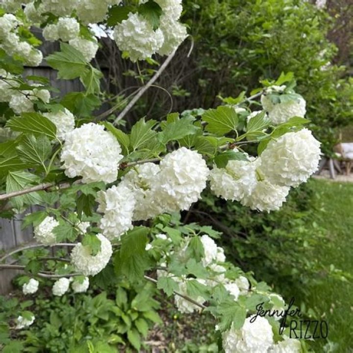 Quick Answer: When Does Snowball Viburnum Bloom