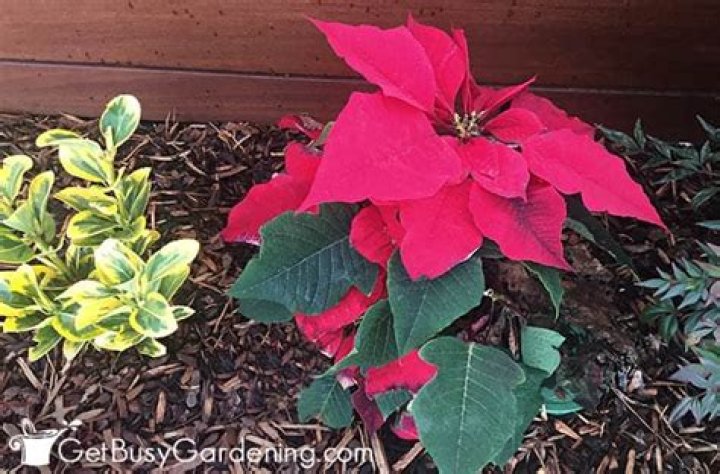 Quick Answer: When To Cut Back Poinsettias In Florida