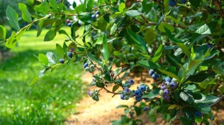 Quick Answer: When To Plant Blueberry Bushes In Michigan