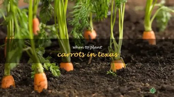 When To Plant Carrots In Texas