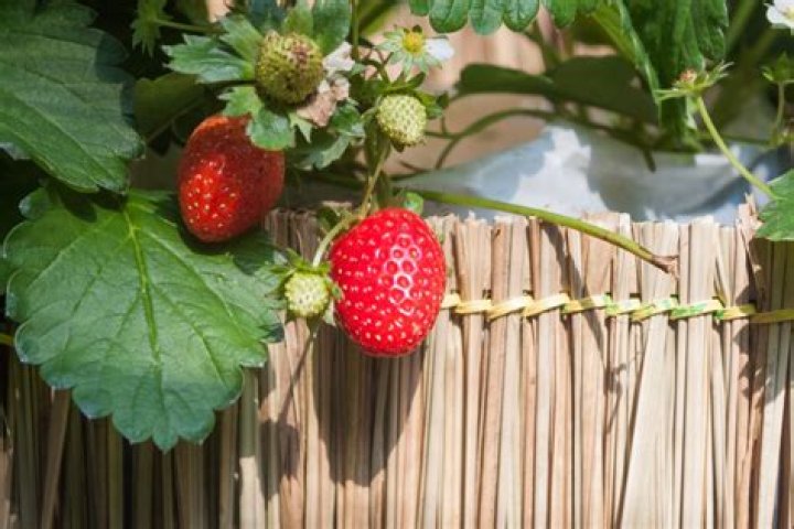 Question: When To Plant Strawberries In Kentucky