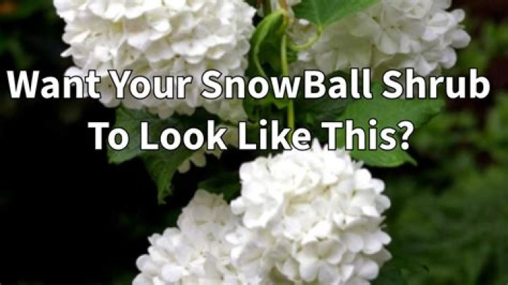 When To Prune Snowball Bushes