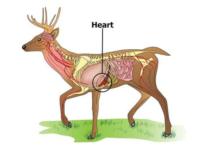 Quick Answer: Where Is A Deers Heart Located