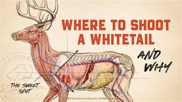 Quick Answer: Where Is The Kill Shot On A Deer