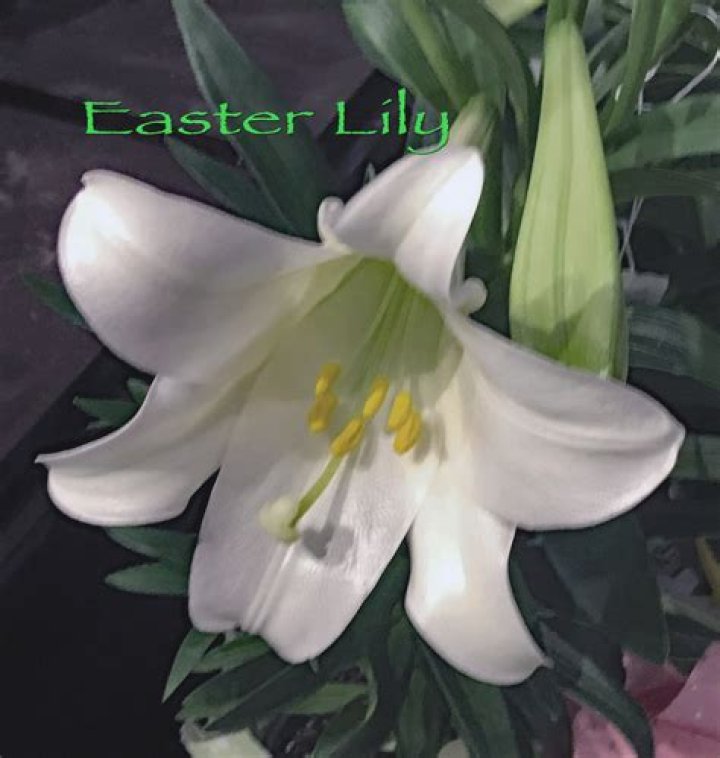 Question: Where To Plant Easter Lily
