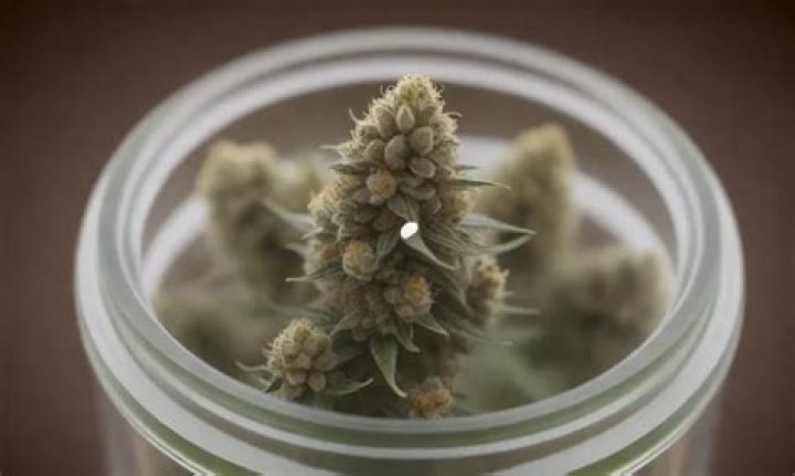 Quick Answer: Which Gorilla Glue Strain Is The Strongest