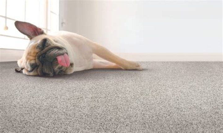Question: Which Is Cheaper Carpet Or Laminate