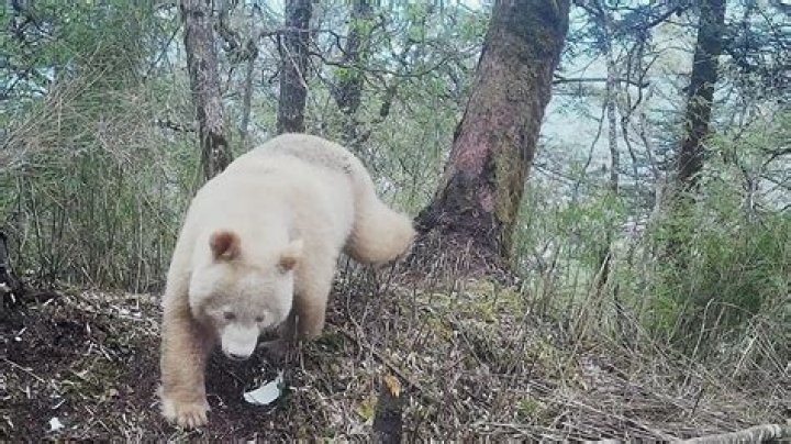 The Rarest Bear: The Mysterious White Giant Panda