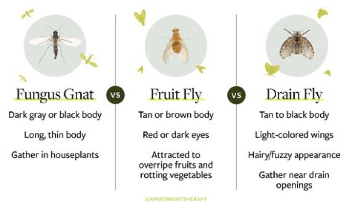 Why Are Gnats Attracted To Light
