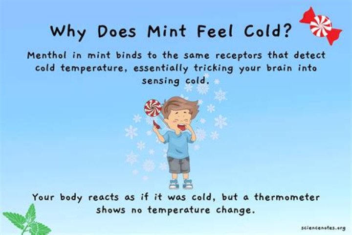 Question: Why Does Mint Gum Make Water Colder