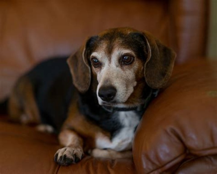Exploring The Charms Of The Wiener Dog Beagle Mix