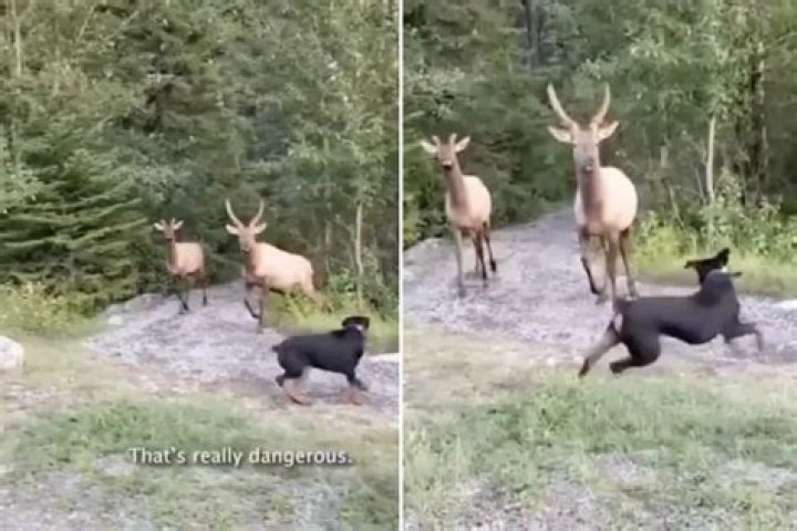 Wild Moment Rottweiler Squares Up to Two Male Elk—'They'll Stomp His Skull'