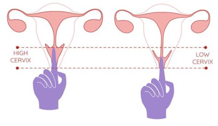 Question: Will 7 Inches Hit The Cervix