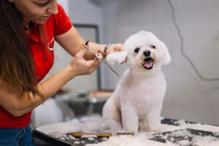 Woman's Feline Friend Gets A Pampering At The Groomer