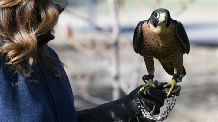 World Center for Birds of Prey break ground on new educational expansion