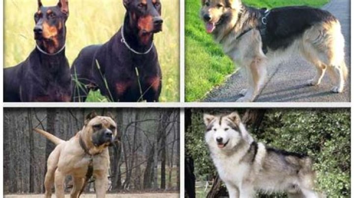 World's 8 most ferocious dogs – India TV