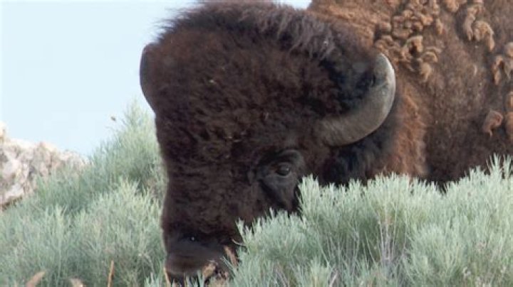 Second Yellowstone tourist gored by bison in one week; third of 2022